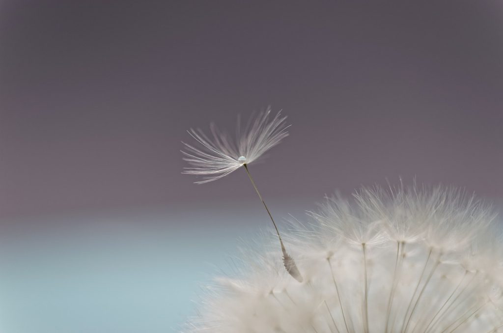 dandelion